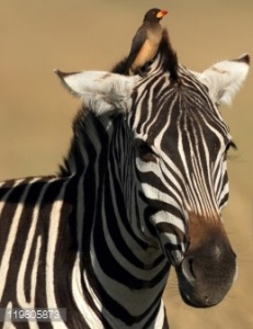 oxpecker on zebra